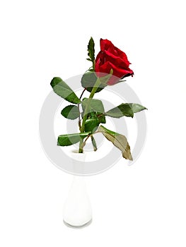 Beautiful big roses flower in vase isolated on white background.