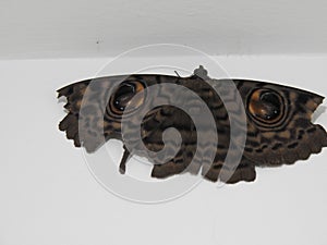 Beautiful big size gray and brown color butterfly with Eyespot isolated on white background