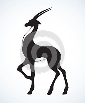 Antelope. Vector drawing photo