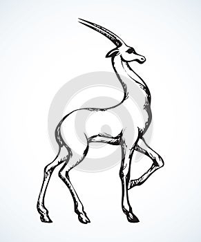 Antelope. Vector drawing photo