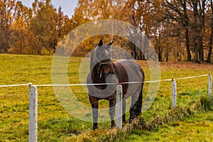 Beautiful big and tamed brown horse walking around at field at small farm at cloudy afternoon