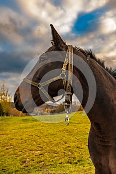 Beautiful big and tamed brown horse walking around at field at small farm at cloudy afternoon