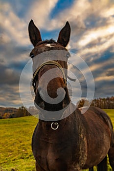 Beautiful big and tamed brown horse walking around at field at small farm at cloudy afternoon