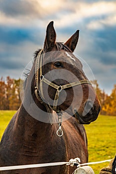 Beautiful big and tamed brown horse walking around at field at small farm at cloudy afternoon