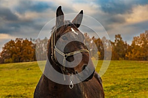 Beautiful big and tamed brown horse walking around at field at small farm at cloudy afternoon