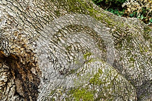 Beautiful big textured bark trank of downy or pubescent oak Quercus pubescens in Massandra park
