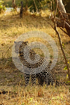 Beautiful Big Tom Leopard