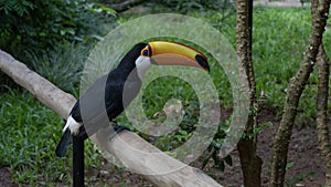 A beautiful Big Toucan Ramphastos toco sits on a perch in a tropical park.