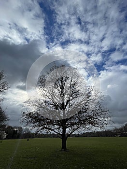 Beautiful big tree on a field