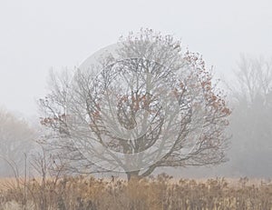 Beautiful Big Tree In The Fog