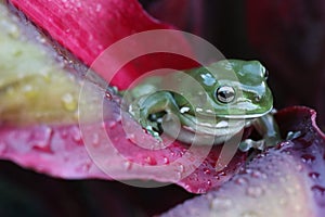 Green tree frog close up on a red leaf