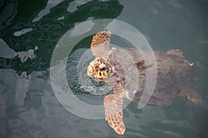 Beautiful big turtle in the water. Colorful water.