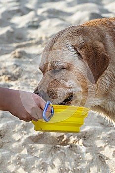 Beautiful big white dog labrador is drinking water from a foldable silicone yellow travel bowl with a blue carabine on the sand