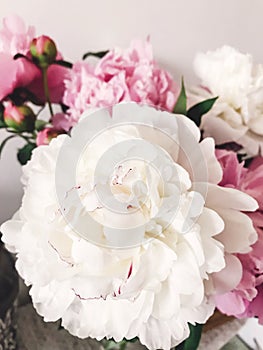 Beautiful big white peony and pink peonies in vase on stylish nightstand. Hello spring. Happy Mothers day