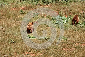 Beautiful big wild brown bear dangerous Spanish claws photo