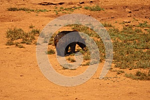 Beautiful big wild brown bear dangerous Spanish claws photo