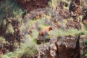 Beautiful big wild brown bear dangerous Spanish claws photo
