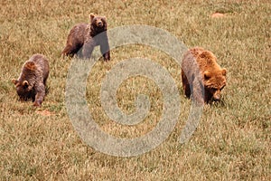 Beautiful big wild brown bear dangerous Spanish claws photo