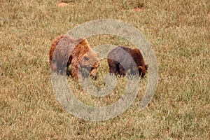 Beautiful big wild brown bear dangerous Spanish claws photo