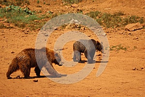 Beautiful big wild brown bear dangerous Spanish claws photo