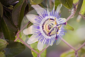 Beautiful big wild passion flower in an outdoor field