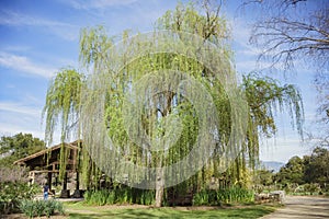 Beautiful big willow tree at Descanso Garden photo