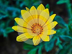 Beautiful big Yellow flower