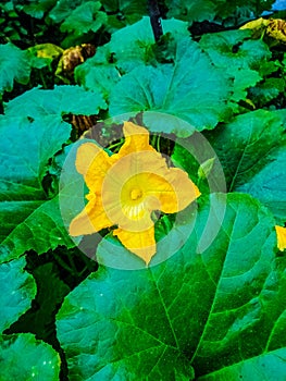 Beautiful big yellow flower cajola photo