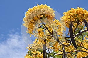 Beautiful big yellow orange tree branch bouquet delonix flower and long pods on tree in botany garden. Group of floral blooming