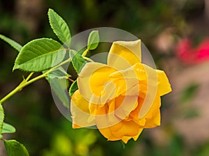 Beautiful big yellow rose onnature background.