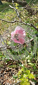 Beautiful bink flower