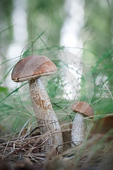 Beautiful birch bolete (birch mushroom, rough boletus or brown-cap fungus) in grass with autumn leaves