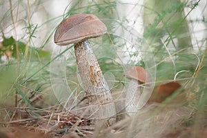 Beautiful birch bolete (birch mushroom, rough boletus or brown-cap fungus) in grass with autumn leaves