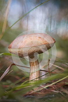 Beautiful birch bolete (birch mushroom, rough boletus or brown-cap fungus) in grass with autumn leaves