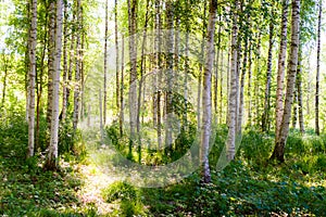 Beautiful birch bosk photo