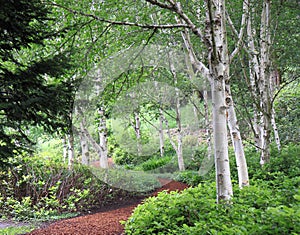 Beautiful Birch Forest