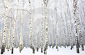 Beautiful Birch Grove with covered snow