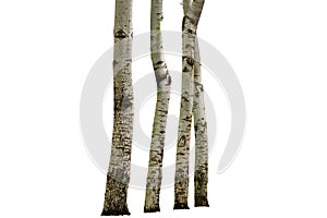 beautiful birch tree trunk Collection on White background.