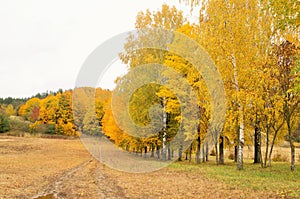 Beautiful birch trees stand in even rows in the forest