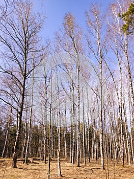 Beautiful birch trees with white birch bark in birch grove at bright spring day