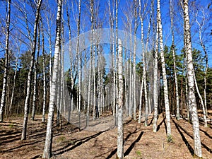 Beautiful birch trees with white birch bark in birch grove at bright spring day in Mezaparks city forest park.