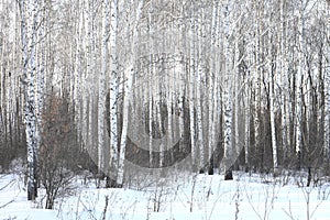 Beautiful birch trees in winter