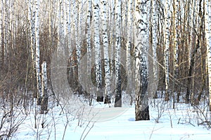 Beautiful birch trees in winter