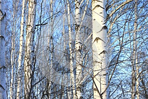 Beautiful birch trees in winter