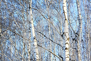 Beautiful birch trees in winter