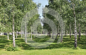 Beautiful birches at SkogskyrkogÃ¥rden