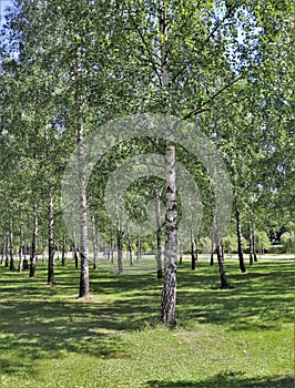 Beautiful birches at SkogskyrkogÃ¥rden