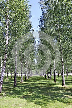 Beautiful birches at SkogskyrkogÃ¥rden