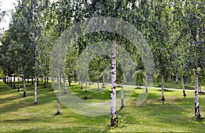 Beautiful birches at SkogskyrkogÃ¥rden