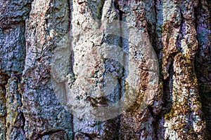 Beautiful Birchor oak tree bark detailed texture with green lichen or moss. Forest and tree natural background. Close up macro